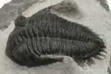 Kayserops Trilobite Fossil - Morocco #229744-1